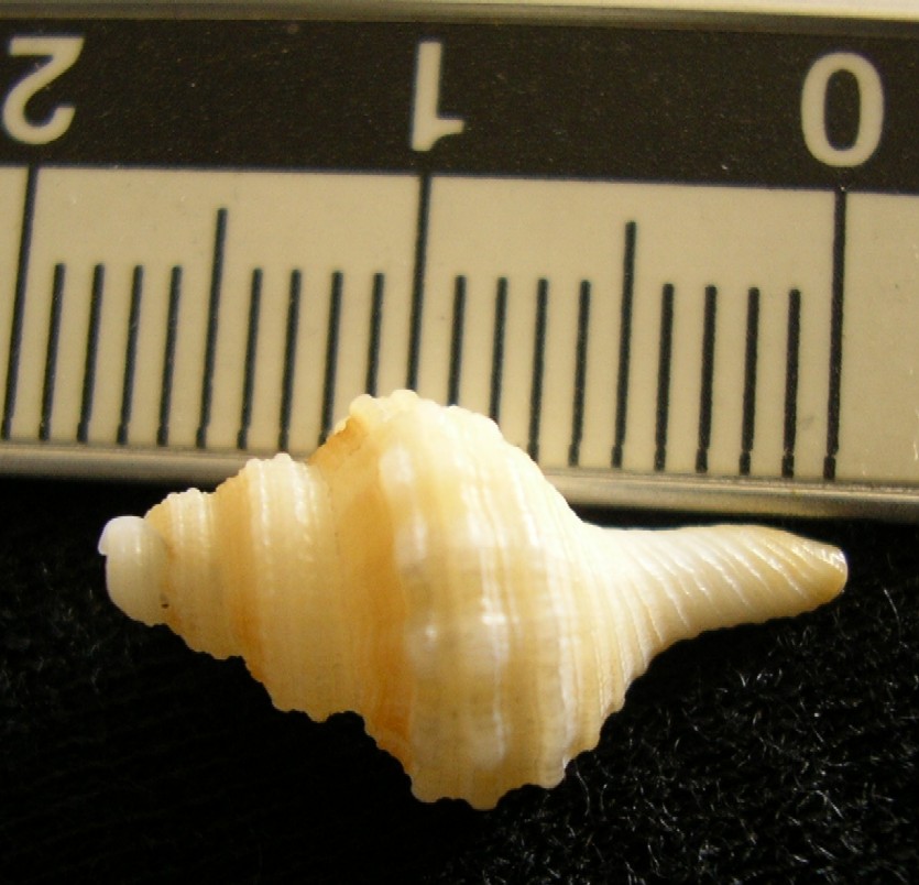 Juvenilia di molluschi